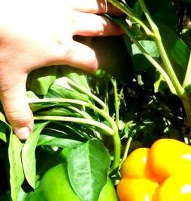 семена перца - вариант 4