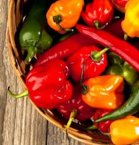 семена перца - вариант 3