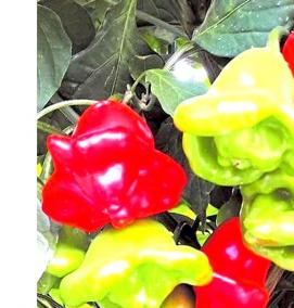 семена перца - вариант 2