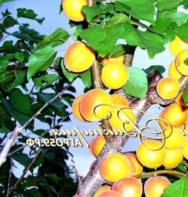 щепа абрикоса - вариант 1