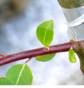 щепа абрикоса - вариант 2