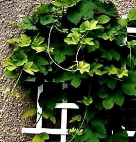 шпалера для цветов - модель 4