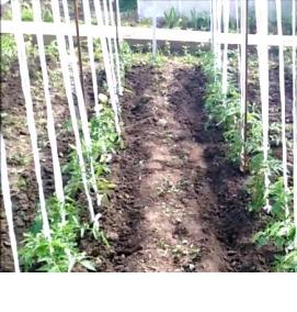 шпалера для помидор - модель 1