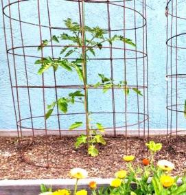 шпалера для помидор - модель 3