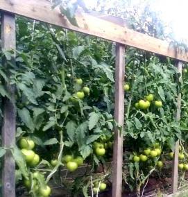 шпалера для помидор - модель 2