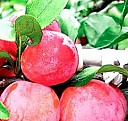 саженцы бересклета Красноярск