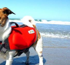 спасательный жилет для собаки - тип 4
