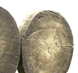 спил дерева большого диаметра - модель 1