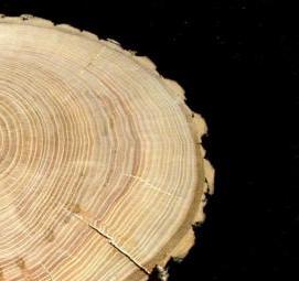 спил дерева большого диаметра - модель 2