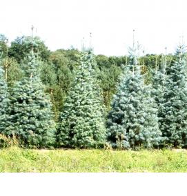 спилы хвойных деревьев - вариант 1