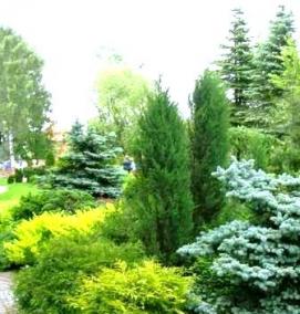 спилы хвойных деревьев - вариант 4