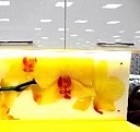 Декоративные столешницы Нижневартовск