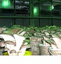 Коврик субстрат для террариума Орехово-Зуево