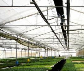 темная теплица - вариант 1