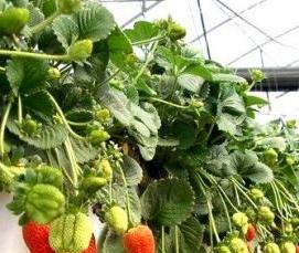 темная теплица - вариант 3