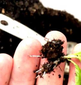 удобрения для саженцев - модель 2