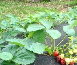 узкие высокие теплицы - модель 1