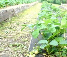 узкие высокие теплицы - модель 2