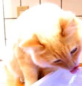 Водный фонтан для кошек - тип 1