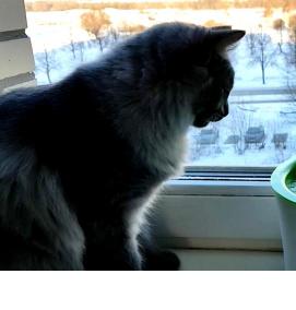 Водный фонтан для кошек - тип 3