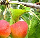 саженцы комнатных цветов  Саратов