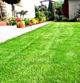 Зеленый газон - тип 1