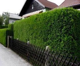 Живая изгородь - тип 3