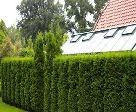 Живая изгородь - тип 2