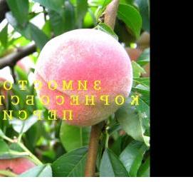 Зимостойкие саженцы - модель 2