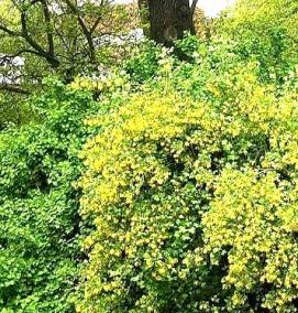 Золотая смородина саженцы - тип 1