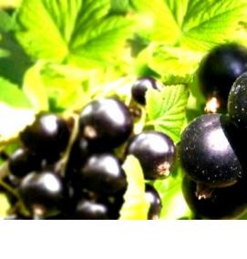 Золотая смородина саженцы - тип 4