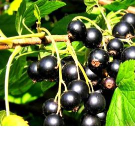 Золотая смородина саженцы - тип 3