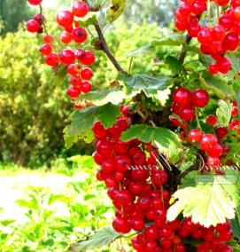 Золотая смородина саженцы - тип 2